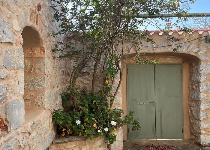 Rose أريبوليس